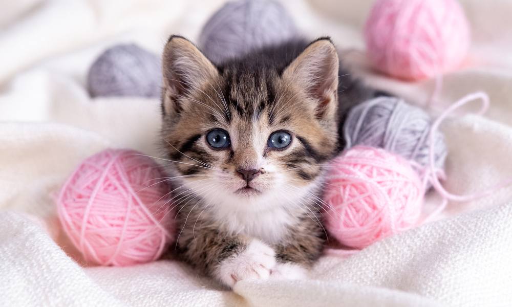 Chat